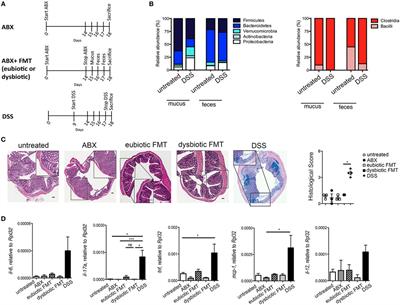 Short-term Oral Antibiotics Treatment Promotes Inflammatory Activation of Colonic Invariant Natural Killer T and Conventional CD4+ T Cells